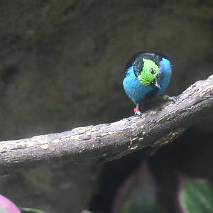 Blue-necked tanager (Tangara cyanicollis)