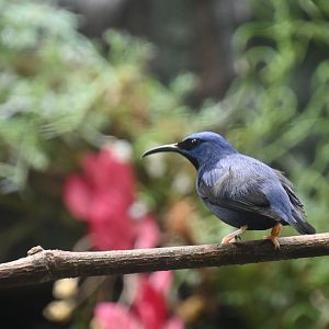 Purple honeycreeper (Cyanerpes caeruleus)