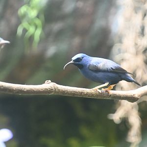 Purple honeycreeper (Cyanerpes caeruleus)