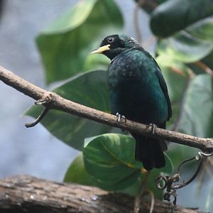 Green honeycreeper (Chlorophanes spiza)