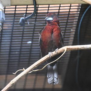 Silver-beaked tanager (Ramphocelus carbo)