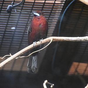 Silver-beaked tanager (Ramphocelus carbo)