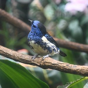 Turquoise tanager (Tangara mexicana mexicana)