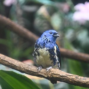 Turquoise tanager (Tangara mexicana mexicana)