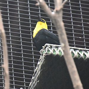 Yellow-hooded blackbird (Chrysomus icterocephalus)