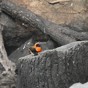 Red bishop (Euplectes orix)