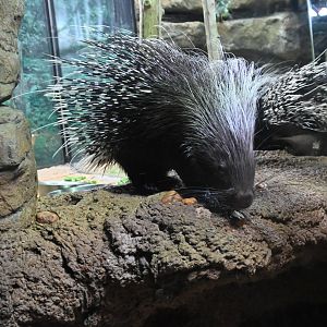 Cape porcupine (Hystrix africaeaustralis)