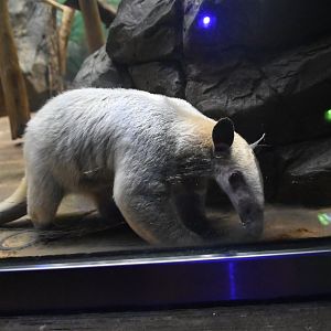 Southern tamandua (Tamandua tetradactyla)