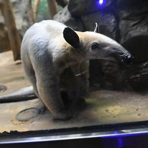 Southern tamandua (Tamandua tetradactyla)