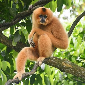 Buff-cheeked Gibbon (Nomascus gabriellae)