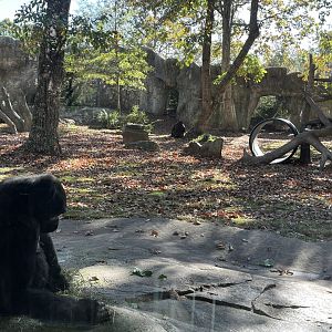 Gorilla Habitat on a Sunny Autumn Morning