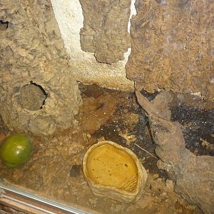 Helsingborg Djurpark - Reptile house - Skink exhibit