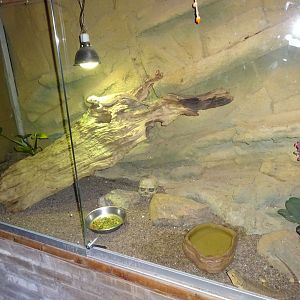 Helsingborg Djurpark - Reptile house - Bearded dragon exhibit