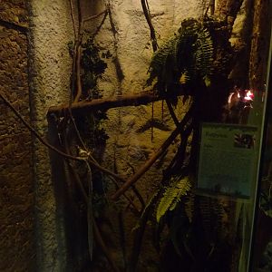 Helsingborg Djurpark - Reptile house - Python exhibit