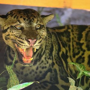 Borneo Sunda clouded leopard
