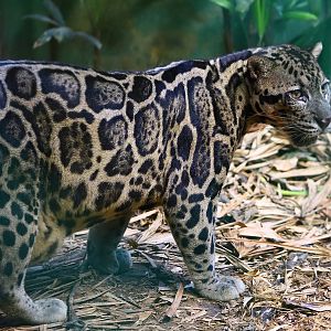 Borneo Sunda clouded leopard
