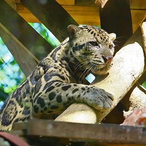 Borneo Sunda clouded leopard