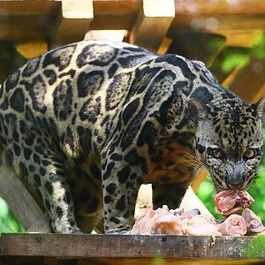 Borneo Sunda clouded leopard