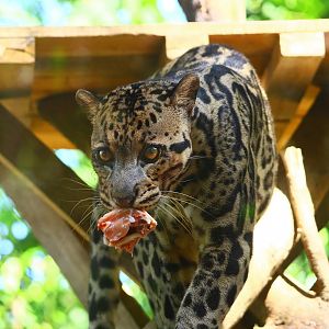 Borneo Sunda clouded leopard
