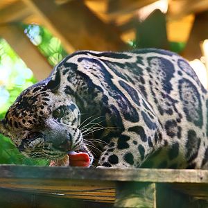 Borneo Sunda clouded leopard