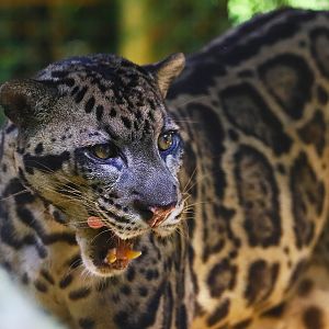 Borneo Sunda clouded leopard