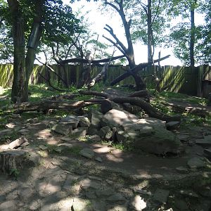 European wolverine exhibit, 2024-06-08