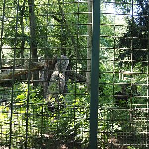White wolf exhibit, 2024-06-08