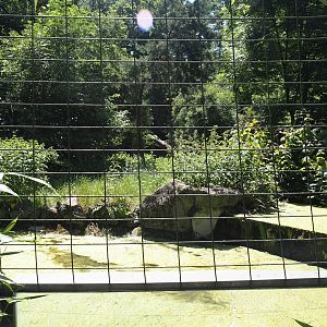 White wolf exhibit, 2024-06-08