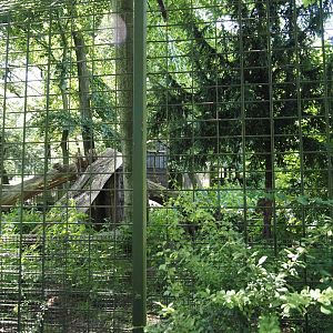 White wolf exhibit, 2024-06-08