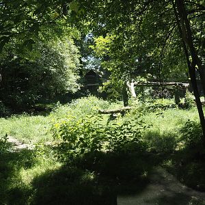 White wolf exhibit, 2024-06-08