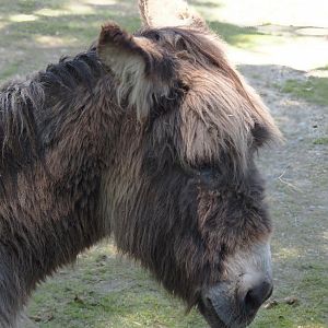 Miniature donkey (Equus africanus asinus), 2024-06-08