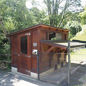 Farm area - Meißner Widderkaninchen/Meissner lop rabbit barn, 2024-06-08