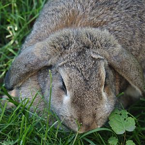 Meißner Widderkaninchen/Meissner lop rabbit (Oryctolagus cuniculus domesticus), 2024-06-08
