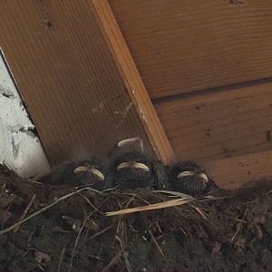 Wild Barn swallow (Hirundo rustica) chicks, 2024-06-08