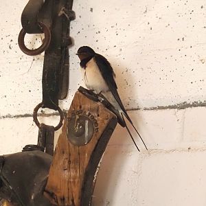 Wild Barn swallow (Hirundo rustica), 2024-06-08