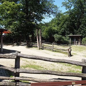 Farm area - Dahomey dwarf cattle paddock, 2024-06-08