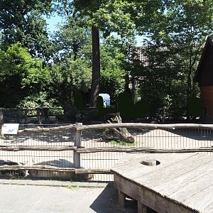 Farm area - Kune-kune pig paddock, 2024-06-08