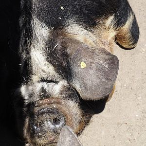 Kune-kune pig (Sus domesticus), 2024-06-08