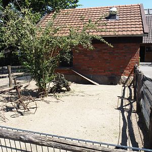 Farm area - Domestic guinea pig and chicken pen, 2024-06-08