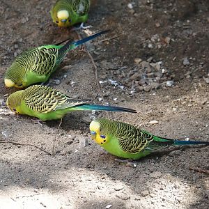 Budgerigars (Melopsittacus undulatus), 2024-06-08