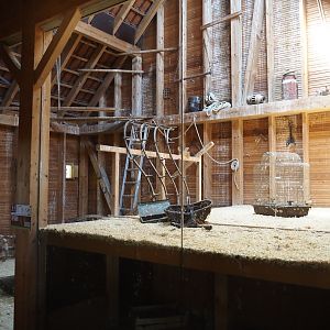 Farm area - Common barn owl exhibit in barn, 2024-06-08
