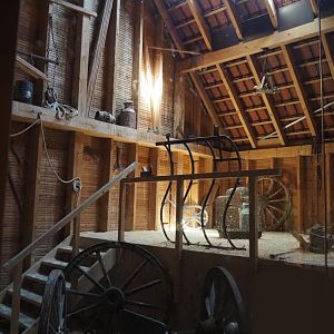 Farm area - Common barn owl exhibit in barn, 2024-06-08