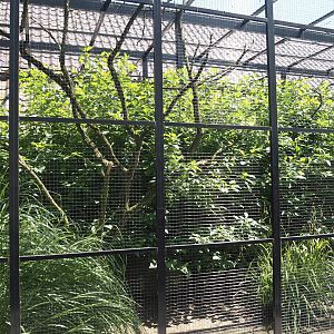 Farm area - Transcauscasian pheasant aviary, 2024-06-08