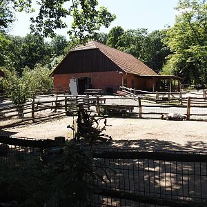Farm area - Kune-kune pig paddock and cattle and donkey barn, 2024-06-08