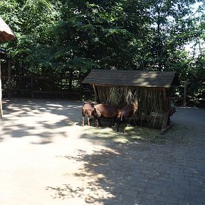 Farm area - Pygmy goat and Cameroon sheep separation paddock, 2024-06-08