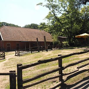 Farm area - Dahomey dwarf cattle paddock, 2024-06-08