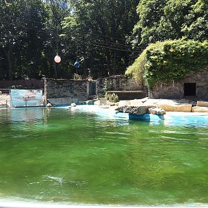 California sea lion exhibit, 2024-06-08