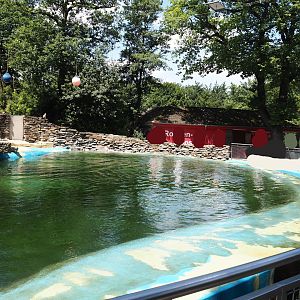 California sea lion exhibit, 2024-06-08