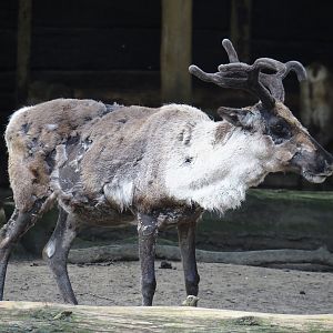 Domestic reindeer (Rangifer tarandus domesticus), 2024-06-08