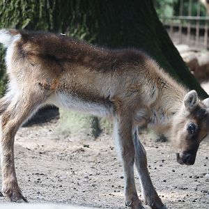 Domestic reindeer calf (Rangifer tarandus domesticus), 2024-06-08